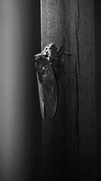 Cicada 4 Stock Photos