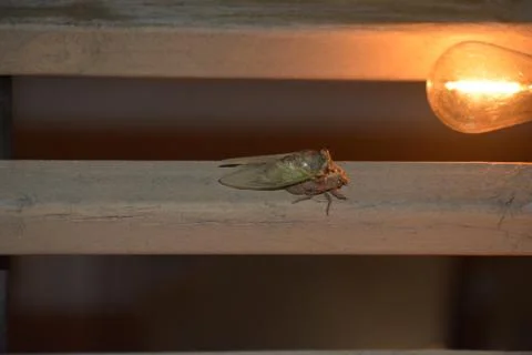 Cicada 6 Stock Photos