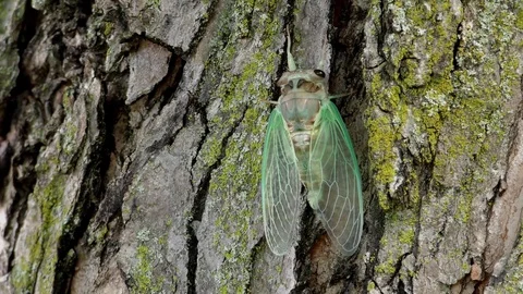 Cicada adult just emerged from nymphal skin, E USA Stock Footage