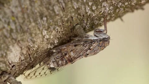 Cicada on an almond tree  Stock Footage 95538818