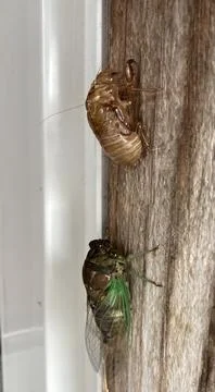 Cicada and Shell Stock Photos