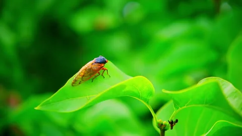 Cicada are sitting on the leaf. Macro view Stock-Footage 311906729