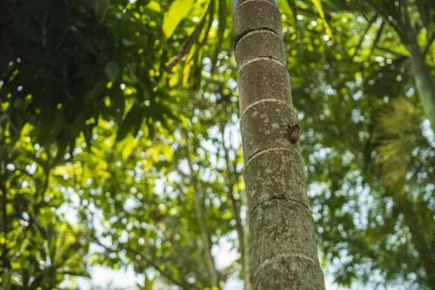 Cicada on a arecanut tree bark Stock Photos