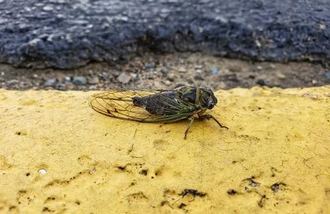 Cicada on asphalt Stock Photos