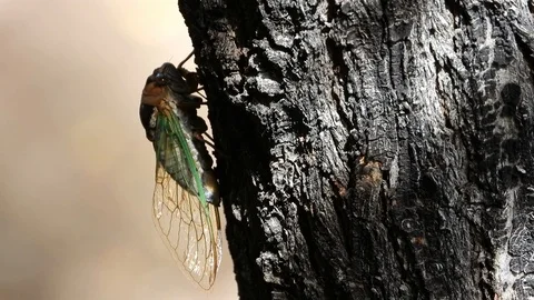 Cicada attached to tree laying eggs Stock Footage 114504947