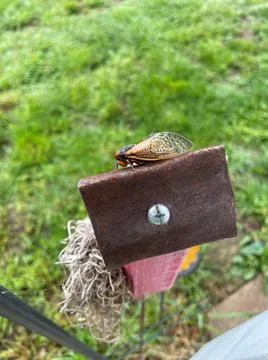 Cicada on birdhouse Stock Photos