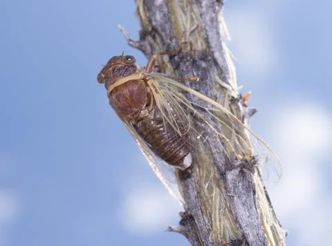 Cicada On Branch Close Up Stock Photos