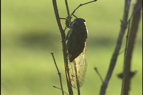 Cicada on Branch Stockbeeldmateriaal 297124
