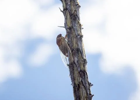Cicada On Branch 写真素材