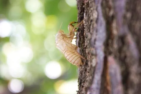 Cicada bug shell close up view Stock Photos