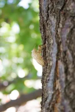 Cicada bug shell Stock Photos
