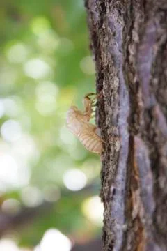 Cicada bug shell on a tree Stock Photos