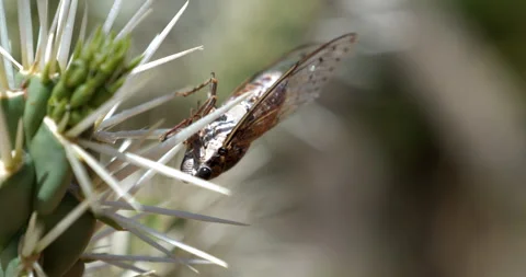 Cicada on Cactus Spines Stock Footage 315029722