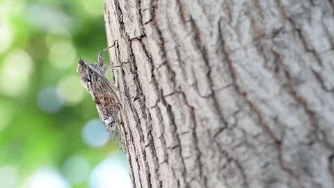 Cicada camouflaged on an olive tree Stock Footage 77036866