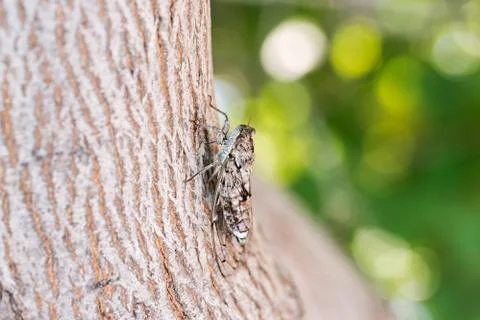 Cicada camouflaged on an olive tree Stock Photos