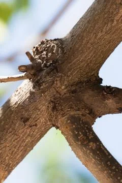 Cicada camouflaged on the tree Stock Photos