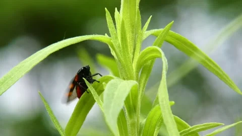 Cicada Cercopis vulnerata (also known as the black-and-red froghopper or red Stock Footage 158567342