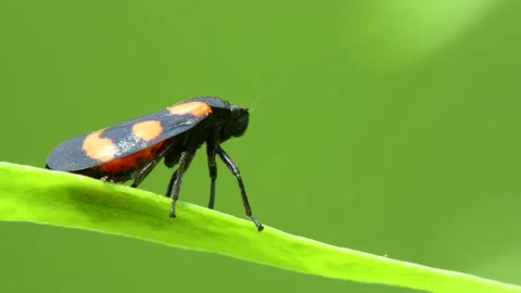 Cicada Cercopis vulnerata flaps its wings and jumps Stock Footage 158092157