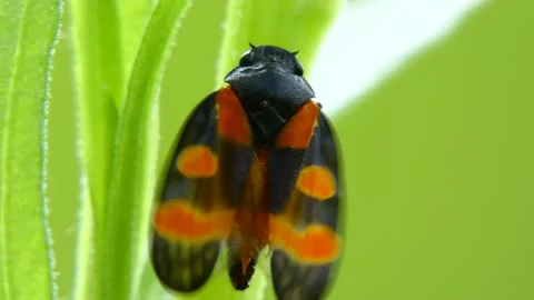 Cicada Cercopis vulnerata flaps its wings while sitting on a tarragon leaf Stock Footage 158234995