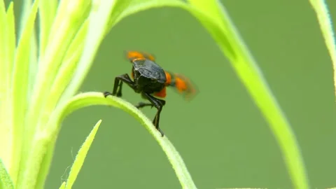 Cicada Cercopis vulnerata flaps its wings while sitting on leaf close-up Stock Footage 158490199