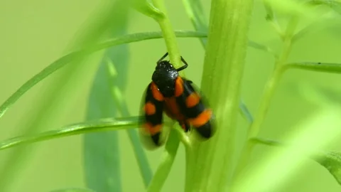 Cicada Cercopis vulnerata flaps its wings while sitting on a tarragon leaf Stock Footage 158567528