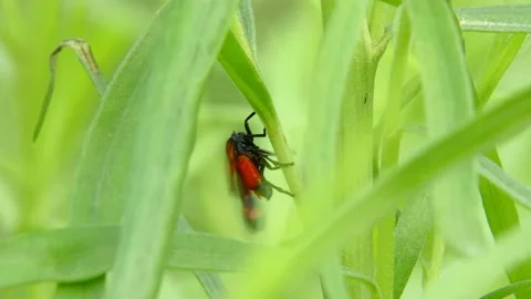 Cicada Cercopis vulnerata flaps its wings  on a tarragon and jump Video stock 171011025