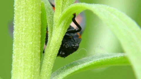 Cicada Cercopis vulnerata flaps its wings while sitting on a tarragon leaf Stock Footage 171011058