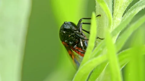 Cicada Cercopis vulnerata flaps its wings while sitting on a tarragon leaf Stock Footage 171415344