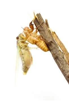 Cicada changing its skin Fotos Stock
