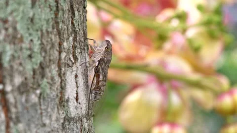 Cicada chirping on tree with beautiful background Stock Footage 307116567