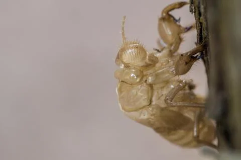 Cicada chrysalis Stock Photos