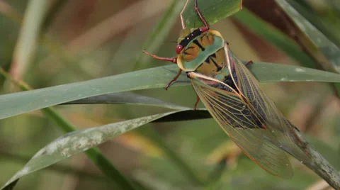 Cicada - Cicadidae Stock Footage 31746714