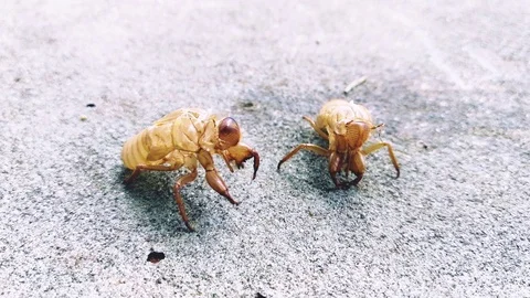 Cicada (Cicadidae) 스톡 동영상 95532137