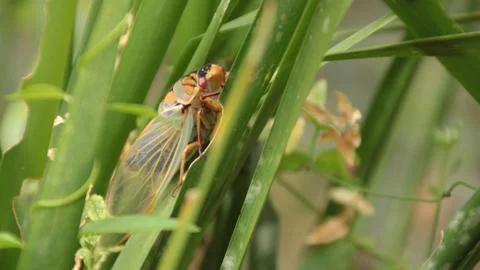 Cicada - Cicadidae Stock Photos