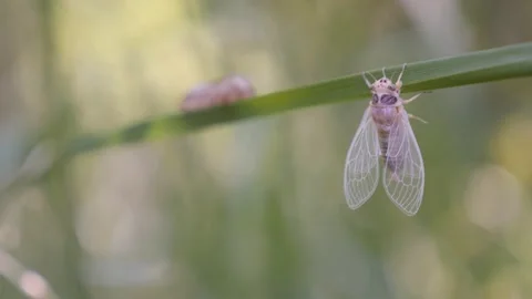 Cicada Cicadoidea Hemiptera with molting shell 4K footage Stock Footage 95893387