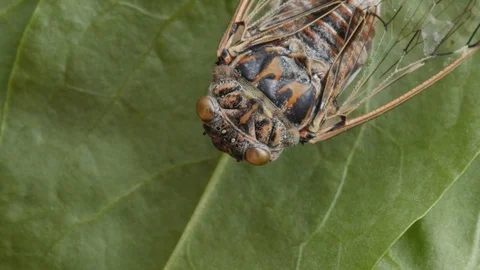 Cicada, cicala, extreme macro shot, head Stock Footage 114655791