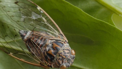 Cicada, cicala, extreme macro shot, head Video stock 114655955