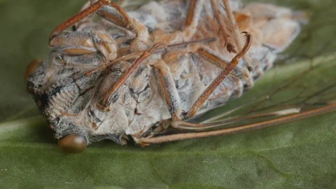 Cicada, cicala, extreme macro shot, head Stock Footage 114657067