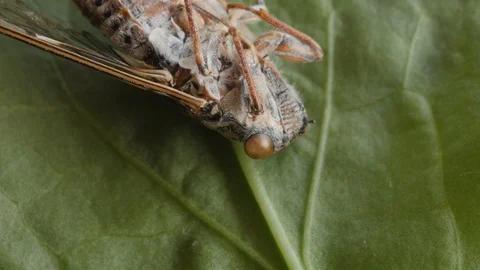 Cicada, cicala, extreme macro shot, head Stock Footage 114658015