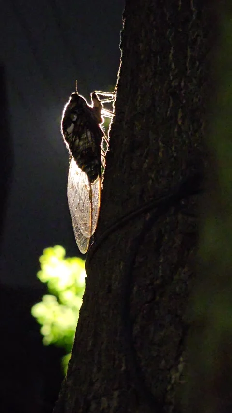 Cicada in the city at night Stock Footage 301825014