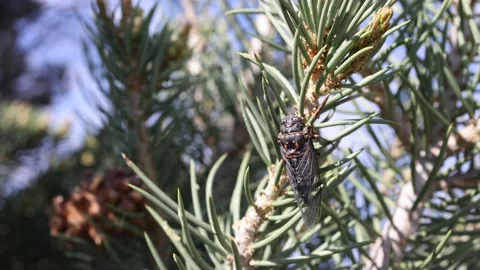 Cicada Climbing Branch of Pine Tree - Slow Motion - Shallow Depth of Field Stock Footage 156037663