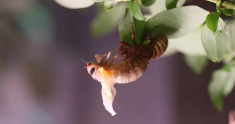 Cicada climbing onto its shell Stock Footage 154424620