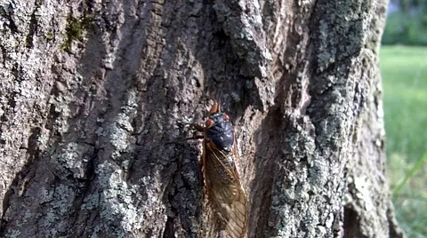 Cicada climbing tree Stock Footage 63784807