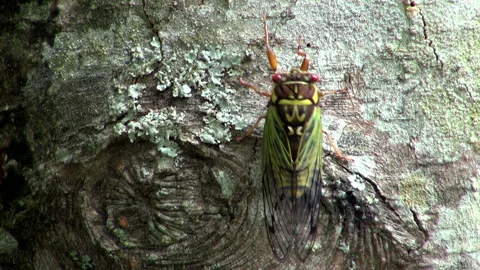 Cicada Climbing a Tree 库存影片 332414398