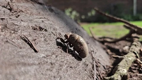 Cicada Climbs up a Tree Stock Footage 299079476