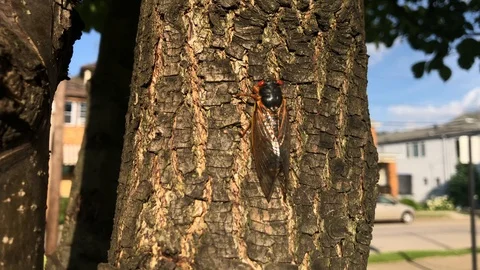 Cicada Climbs Tree Trunk Stock Footage 108517891