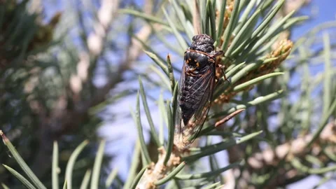 Cicada Clinging to Branch of Pine Tree in Northern Nevada - Shallow DOF Stock Footage 155959893