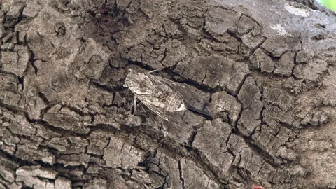 Cicada clings to tree bark with white, gray, and brown camouflage - Macro Insect Stock Footage 339819390