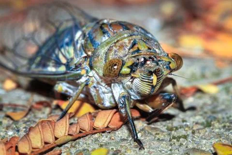 Cicada up close in Belize Stock Photos