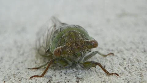 Cicada close Up Stock Photos